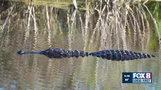 New law aims to address rise in nuisance alligators