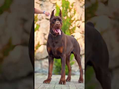Uropion doberman @parimal kataria