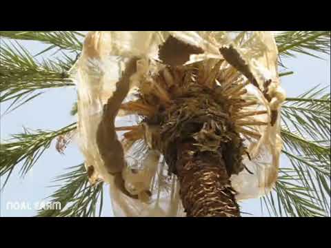 Dates palm Harvesting by Shaking Machine   Packing Dates Modern Agricultural Tec
