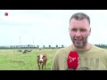 Flevolandse koeien vooral op stal, al groeit weidegang gestaag