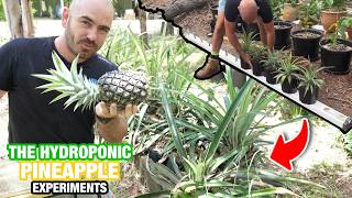 How to Grow Hydroponic Pineapples