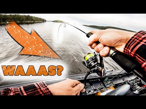 WAHNSINN! 40+ GARANTIE! Barsch, Hecht und Zander angeln! Alles steht am Spot! Bestes Gewässer in ...