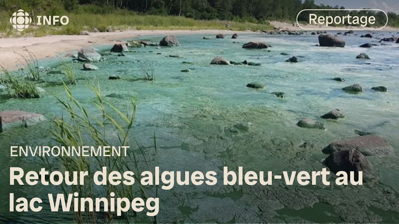 Des algues bleu-vert toxiques de retour sur les bords du lac Winnipeg