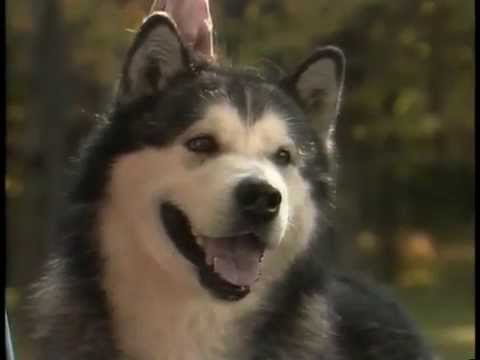 Alaskan Malamute breed video