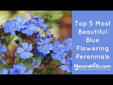 image-Are peonies blue?