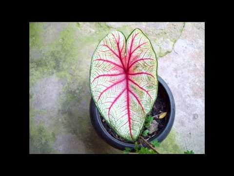 Ewe Orisa by Rony D' Ode - Part I