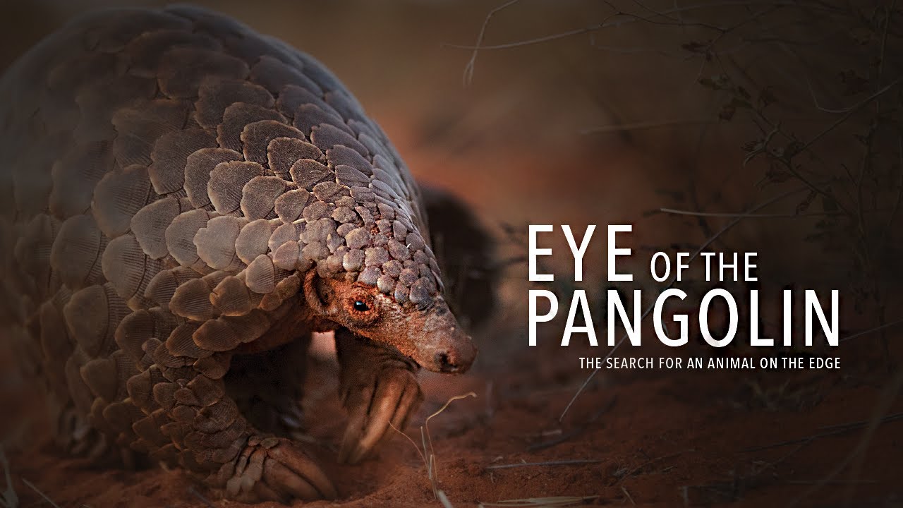 Eye of the Pangolin: The Search for an Animal on the Edge