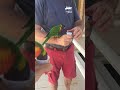 Ian feeds Lorakeets at Arizona's Rooster Cogburn Ranch