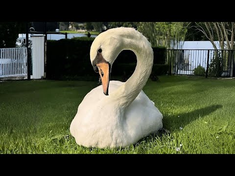 Ein Schwan, Der Keine Freiheit Wollte – Sondern Eine Familie