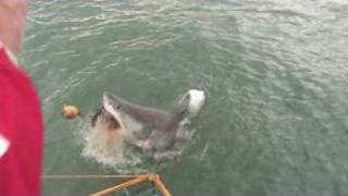 preview picture of video 'Shark cage diving South Africa 2009'