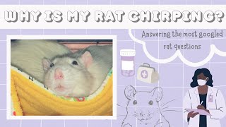 Why is my rat making chirping noises | URI rat symptoms | Is my rat sick?