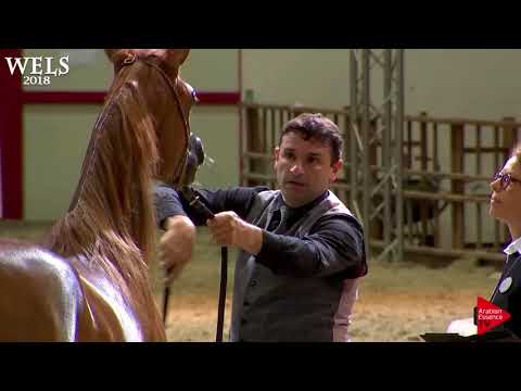 N.27 DA ARIYANA - Wels 2018 - 2 Years Old Fillies (Class 3A)