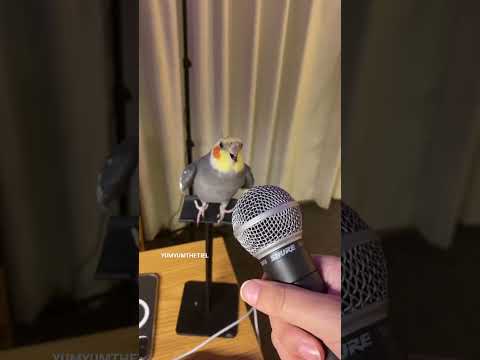 YumYum working hard on his new track! #yumyumthetiel #parrot #bird #pet #cockatiel #cute