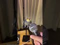 YumYum Working Hard On His New Track Yumyumthetiel Parrot Bird Pet Cockatiel Cute
