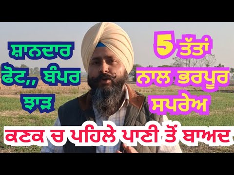 ਕਣਕ ਚ ਪਹਿਲੇ ਪਾਣੀ ਤੋਂ ਬਾਅਦ ਫੁਟਾਰੇ ਲਈ ਜ਼ਬਰਦਸਤ ਫਾਰਮੂਲਾ Multinutrients spray for wheat crop 