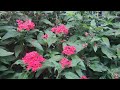How To Make Ur Pentas Plants Bushy N Get Lots Of Blooms In Summers Egyptian Cluster Stars Plant Care
