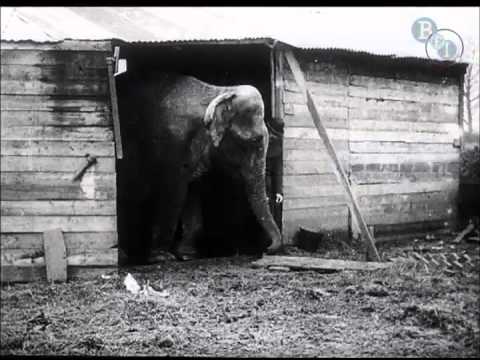 Lights and Shades on the Bostock Circus Farm (1911)