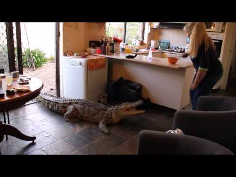 Domestic crocodile in the kitchen