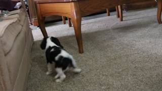 Video preview image #1 Yorkshire Terrier Puppy For Sale in WARSAW, IN, USA