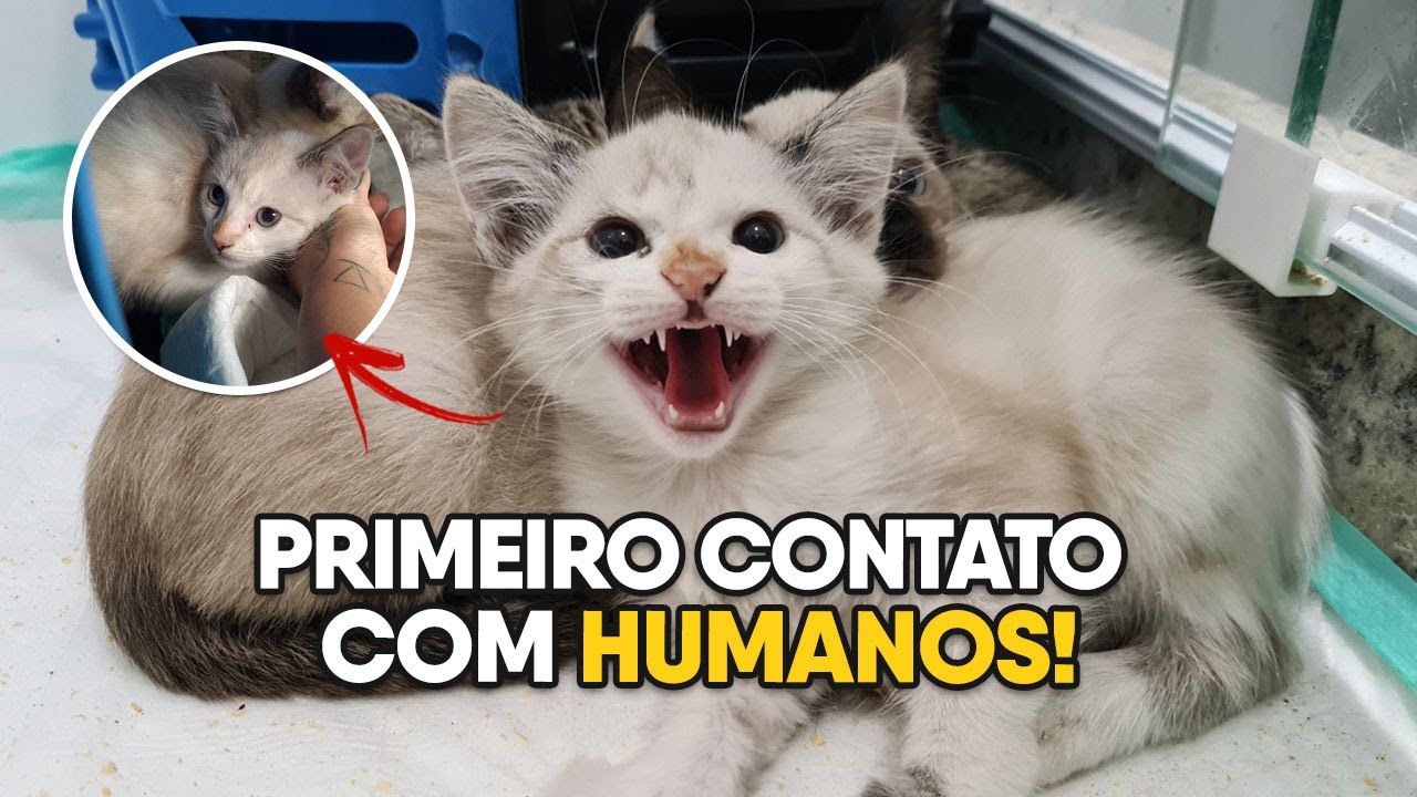 COMO SOCIABILIZAR GATO RECÉM RESGATADO ARISCO