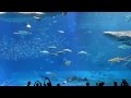 Saint-Saëns - Aquarium (The Carnival of the Animals ...