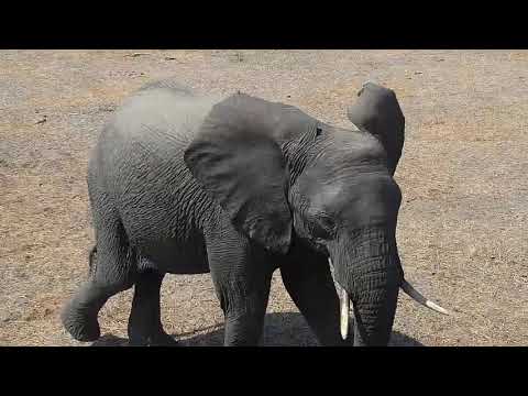 Djuma: Lone Elephant getting a drink - 10:46 - 09/05/19