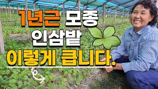 1년근 인삼 모종삼 이렇게 큽니다. 묘삼 새싹삼 모종