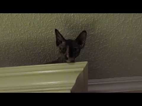 chat sphynx qui grimpe au dessus des armoires