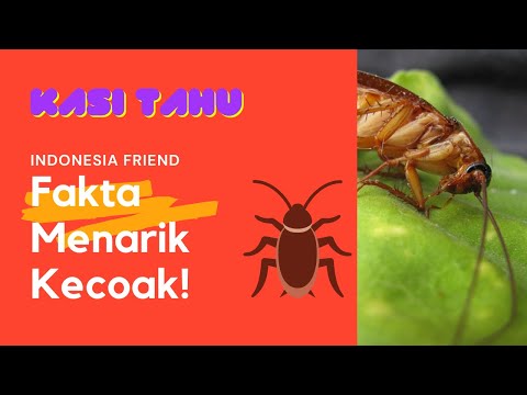 INDONESIAN FRIEND - Fun Fact About Cockroach (KASI TAHU Ep. 4)
