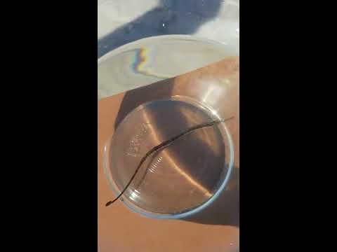 River Critter Spotlight - Northern Pipefish