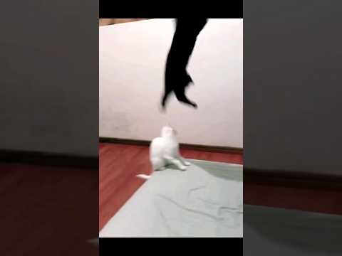 Cat zoning out as John Cena