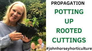 HOW TO POT UP ARGYRANTHEMUM CUTTINGS - POTTING UP YOUR ROOTED CUTTINGS