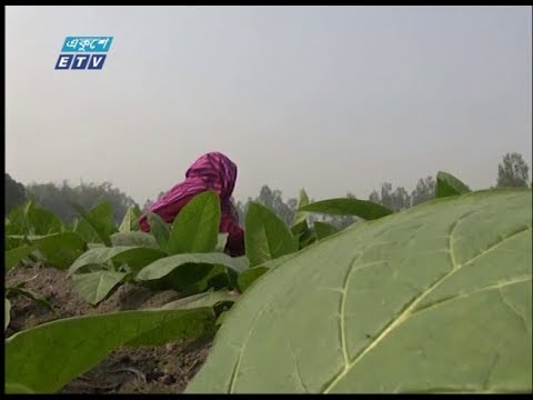 লালমনিরহাটে বাড়ছে তামাক চাষ
