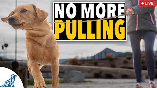 FIX Your Leash Walking Training! - LIVE Subscriber Q&A
