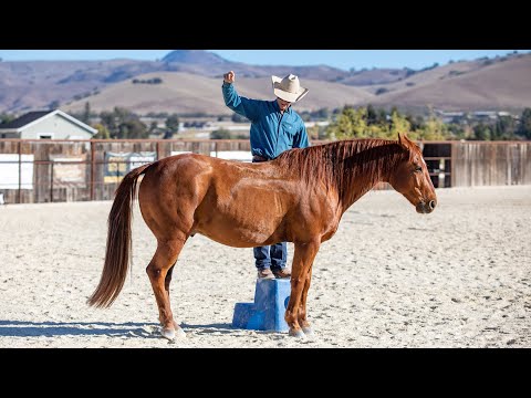 Teaching a Horse to Come up Beside You on A Mounting Block