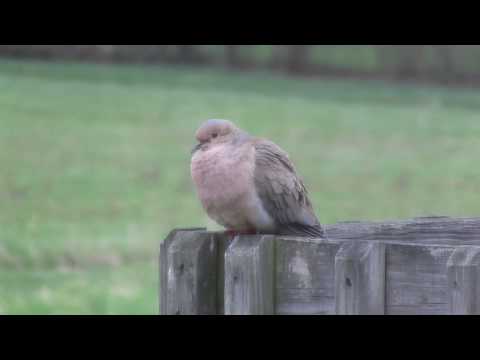 Mourning Dove Coo