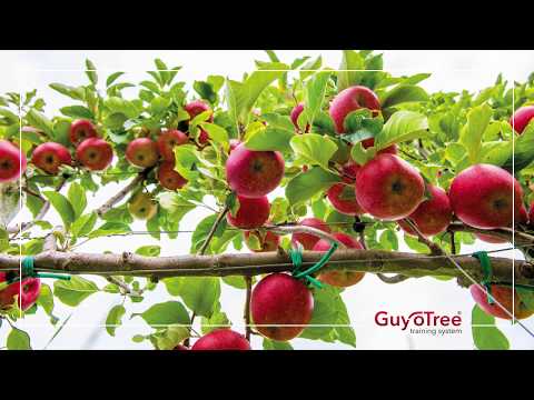 GuyoTree training system