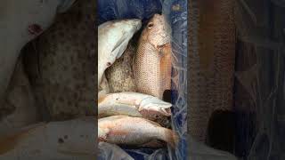 Download lagu Fresh red snapper#fishing #fishvendor # mp3 Download lagu Fresh red snapper#fishing #fishvendor # mp3