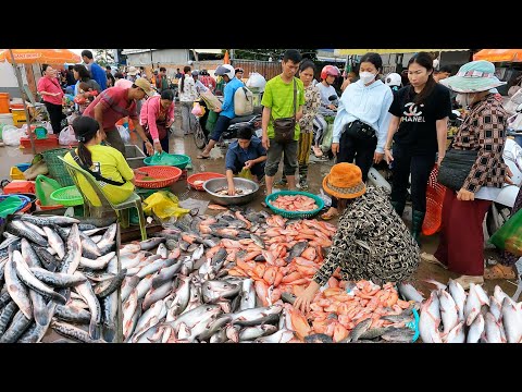 Most Popular Fish Wholesale & Massive Site Distributes Lively Fish @Prek Phnov - Fish Market Scenes