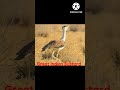 Great Indian Bustard