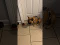 My Dog Confused About Daylight Savings Time TikTok- Potato the Bulldog