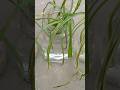 How to grow Spider Plant in water easily #spiderplantpropagation #spiderplant #shortsviral