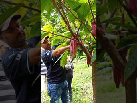 Somos un Valle verde lleno de potencialidades, Aroa Municipio Bolívar, Yaracuy