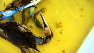 preview picture of video 'Blue Crabs.'