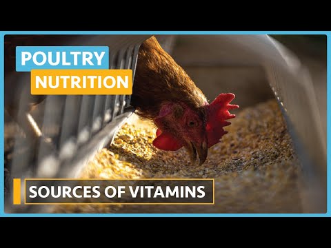Poultry Nutrition Lesson 1 Introduction To Poultry Nutrition