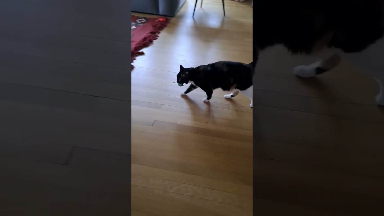 Enlarge Mint, an adopted Domestic Short Hair in Fairfax, VA video 6/6