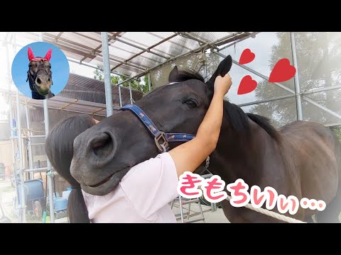 馬は反芻動物のように噛みます
