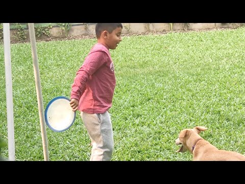 kids play with a dog.