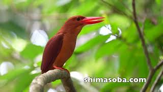 石垣島の光の三原色(動画あり)