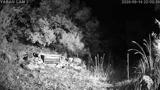 3️⃣🔴7/24 Kesintisiz Yaban Hayatından Canlı Yayın 🐾 (Türkiye'de ilk ve tek) camera Doğu2 🧭 live webcam